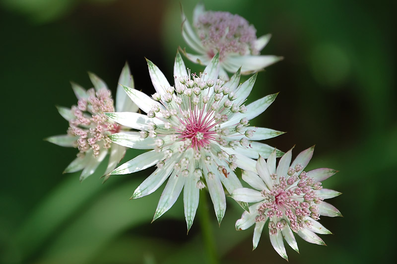 Astrantia major